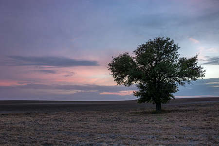 A large tree growing alone in a plowed fieldの写真素材