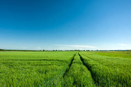 Traces of wheels in the green grain and cloudless blue skyの写真素材