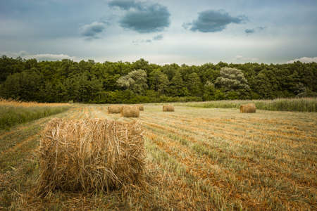 Round hay bales in a field, forest and cloudy skyの写真素材