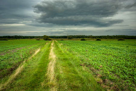 Grassy country road, green beet fields, horizon and dark clouds on the skyの写真素材