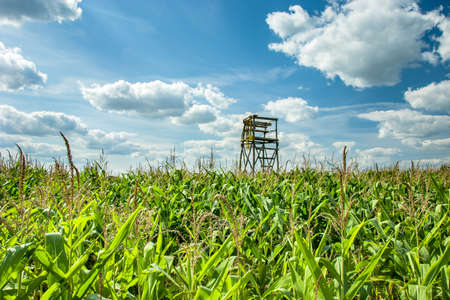 Hunting platform set in a corn field, white clouds on a blue skyの写真素材
