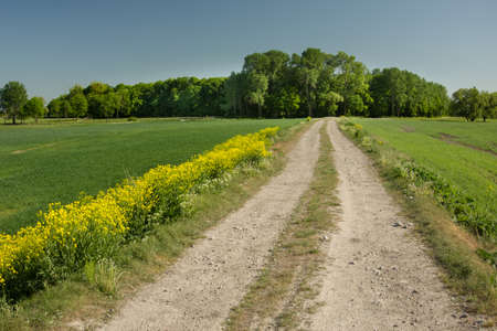 Dirt road through the field and yellow flowersの写真素材