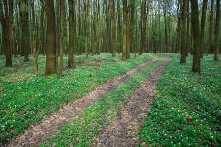 Road through the forest and blooming flowers - view in the spring day