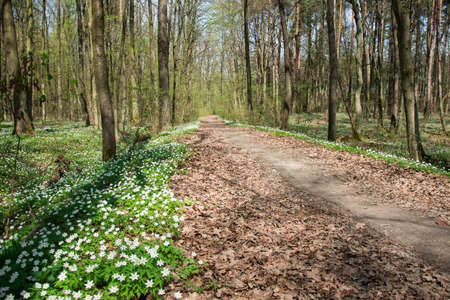 Path in the forest and blooming white flowers - view on a spring sunny dayの写真素材