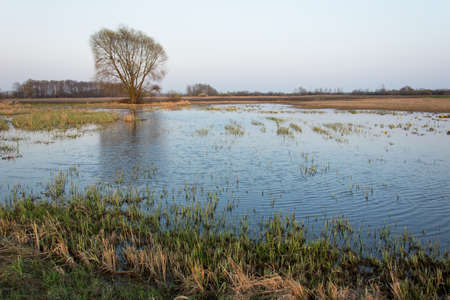 Morning view of a swampy large meadow and a single tree - spring view