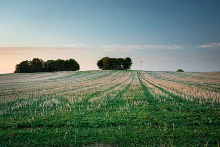 Mown field, trees on the horizon and sky, summer evening viewの写真素材