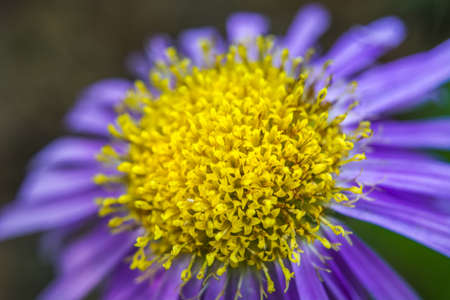 Violet yellow aster flower - closeup