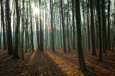 The sun in a misty forest and fallen leaves