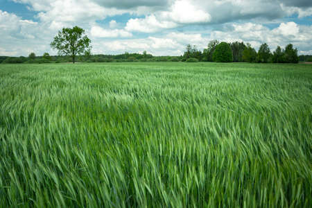 Wind in green grain, trees and white clouds on the blue sky