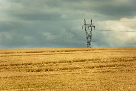 Golden field with grain, electric pole and rainy clouds on the skyの写真素材