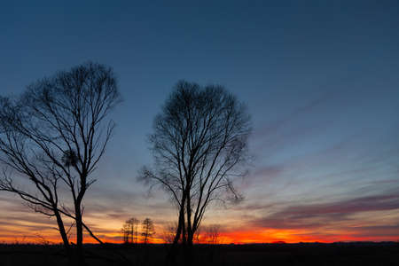 Black silhouettes of trees against the sky and clouds during sunsetの写真素材