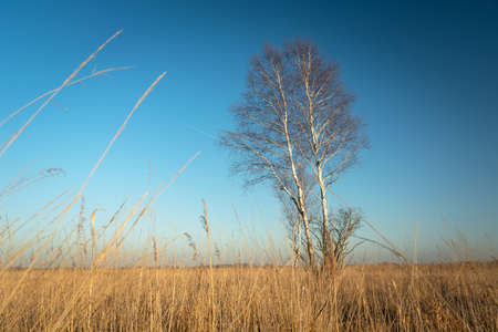 Birch trees and yellow grass, view on a sunny dayの写真素材