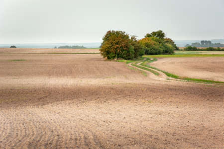 A group of shrubs growing in a plowed field and a dirt road, horizon and skyの写真素材