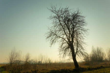 Silhouette of a large tree without leaves against a cloudless sky, evening view