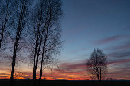 Tall trees without leaves against the backdrop of colorful clouds after sunsetの写真素材