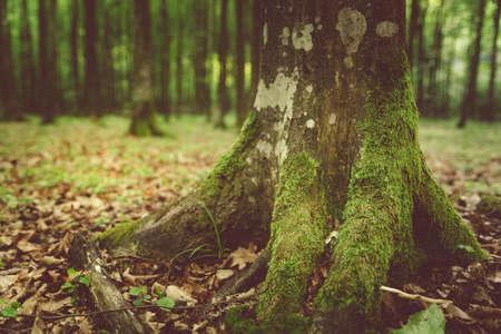 Tree trunk with moss in the groundの写真素材