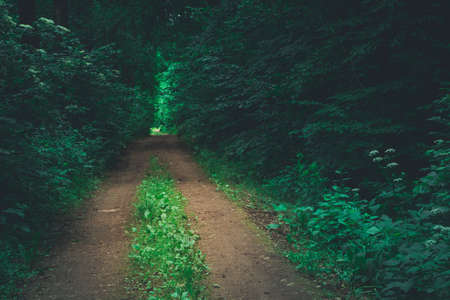 Ground road through a dark deciduous forestの写真素材