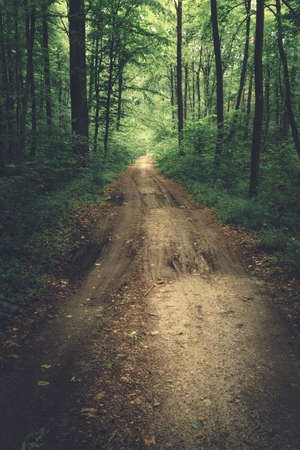 An unpaved road into a dark forest, Okszow, eastern Poland