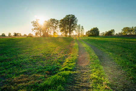 Sunrise behind the trees and the road through the green meadowの写真素材