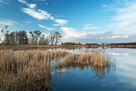 Dry reeds growing in a calm lake, white clouds on the blue sky, sunny march viewの写真素材