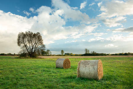 Hay bales lying on a green meadow and big lonely treeの写真素材
