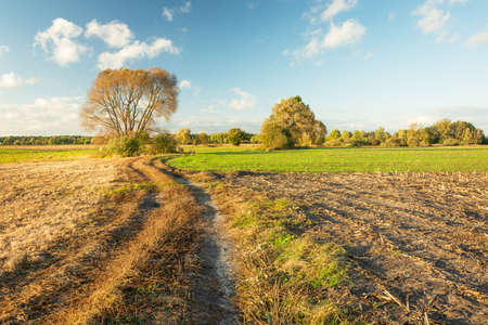 Dirt road through fields, trees and blue sky, end of summer countryside viewの写真素材