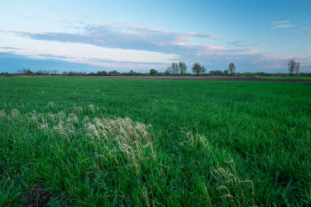 Green field of grain and clouds after sunset, spring evening view
