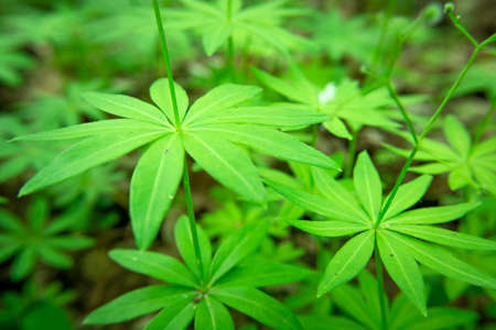 Green forest plant with small leaves, close upの写真素材
