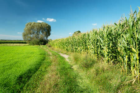 Rural road next to a cornfield, a big tree and a blue sky, summer viewの写真素材