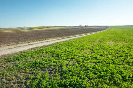 Green clover field, long dirt road and plowed field, October view
