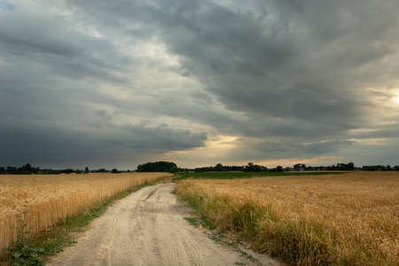 Dirt road and grain field, gray cloudy skyの写真素材