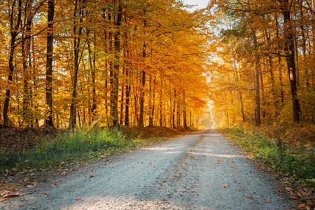 Dirt road through the autumnal orange forest, October viewの写真素材