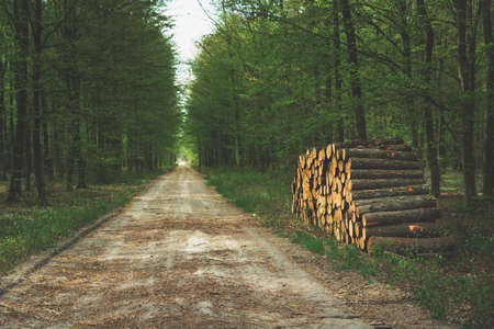 Cut tree lying by the road in the dark forestの写真素材