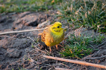 Single Yellowhammer bird walking on the groundの写真素材