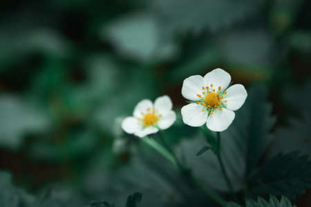 White small forest flowers on a dark green background, spring view