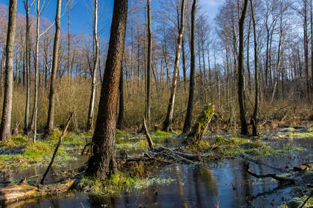 Frozen swamp in the forest, view on a sunny day