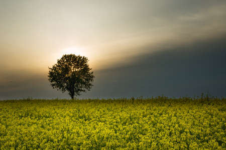 The sun behind a tree in a yellow rape field, summer viewの写真素材