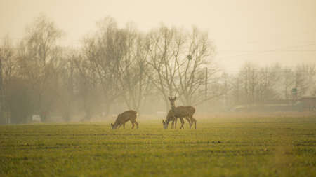 Three roe deers on a green field on a foggy morning
