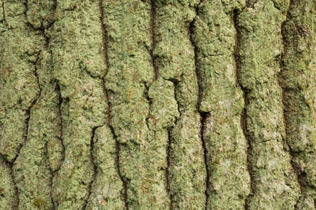Old tree bark with moss on the close-up