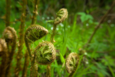 Curled up young ferns in the green forest, spring day