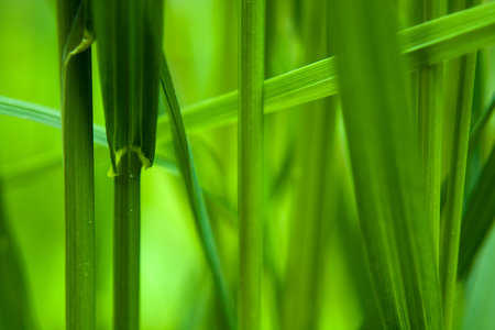 Close up of green blades of grass, green background, spring view