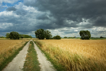 Rural road next to a field with grain and dark clouds on the skyの写真素材