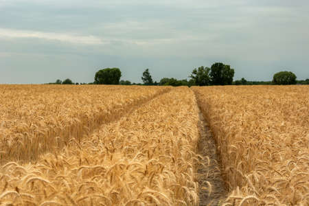A path in golden triticale and the evening sky