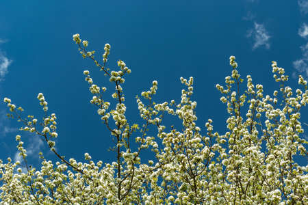Flowering tree branches with white flowers and blue skyの写真素材
