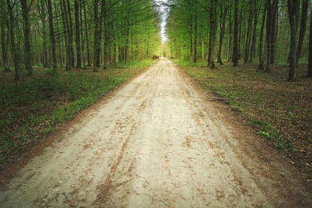 A wide dirt road in a spring beauty green forestの写真素材