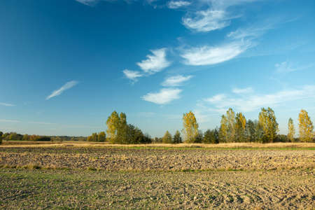 A plowed field, trees on the horizon and white clouds on the blue skyの写真素材