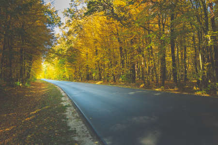 Asphalt road through the autumn yellow forest towards the lightの写真素材