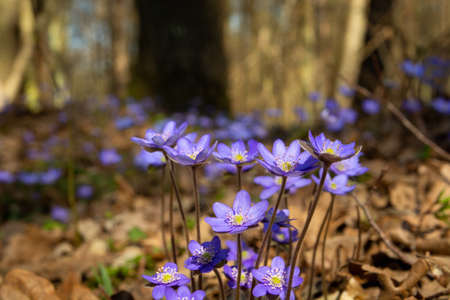 Violet common hepatica flowers growing in the spring forest, Okszow, Lubelskie, Polandの写真素材