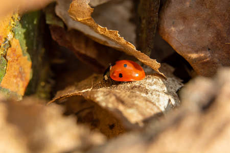 Red ladybug in dry leaves, spring viewの写真素材