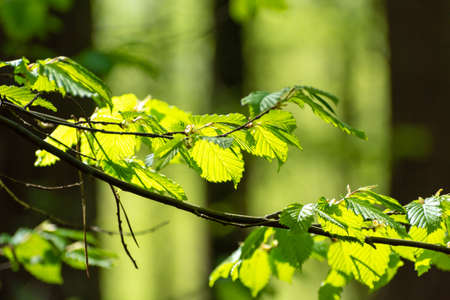 A branch of green hazel highlighted with sunlight, spring viewの写真素材